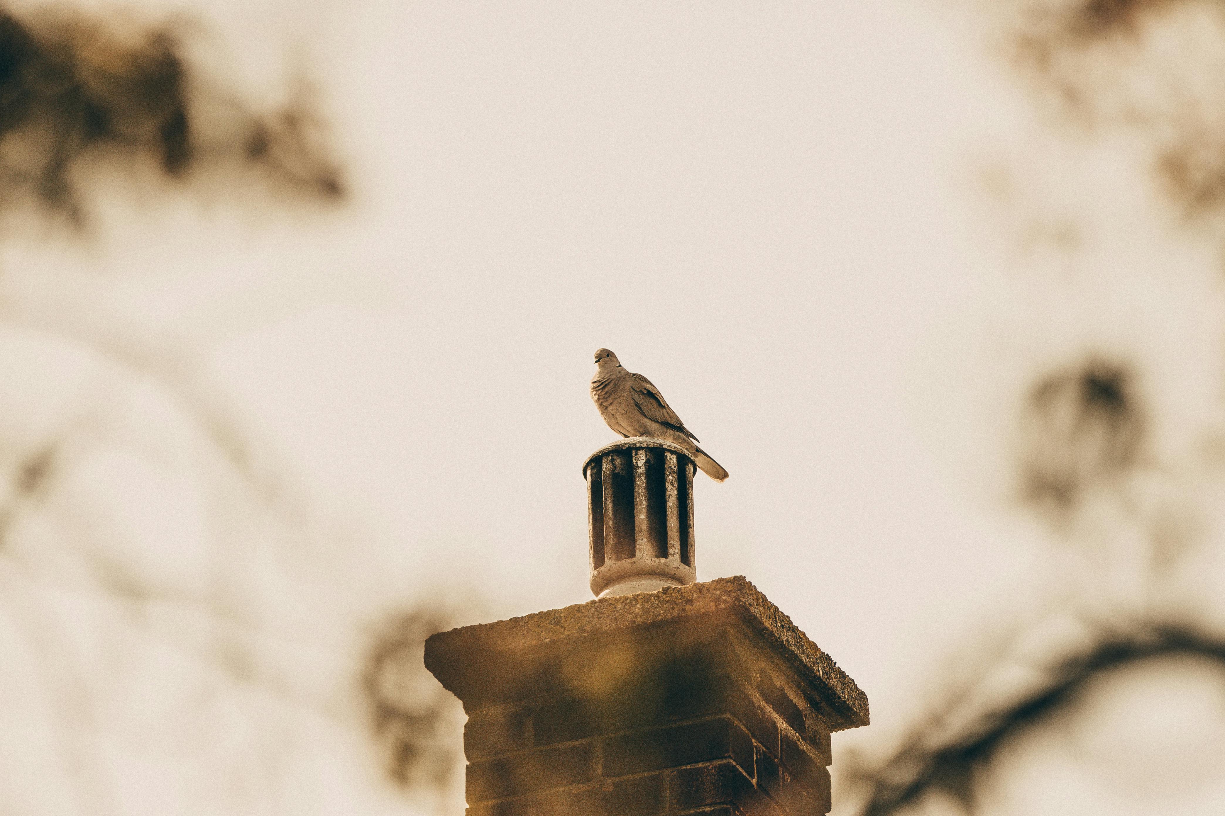 Professional Chimney Cap Installation Services in Ferndale, MI Expert Chimney Cap Installation in Ferndale, Michigan